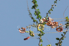 Pithecellobium dulce